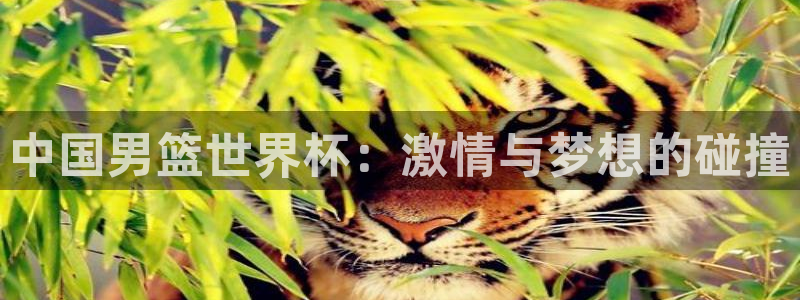 88看球直播网：中国男篮世界杯：激情与梦想的碰撞